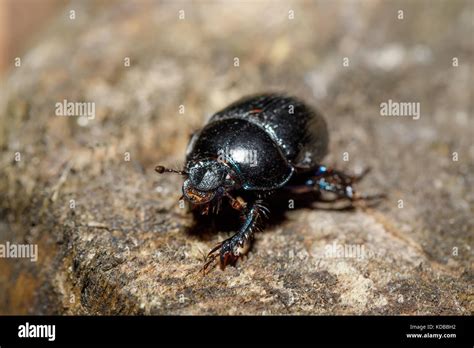 Black Earth Boring Dung Dor Beetle Anoprotrupes Stercorosus Portrait