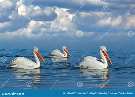 Dalmatian Pelican Pelecanus Crispus Landing In Lake Kerkini Greece