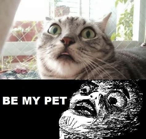 Just for fun pic: OMG Cat Face - Be My Pet