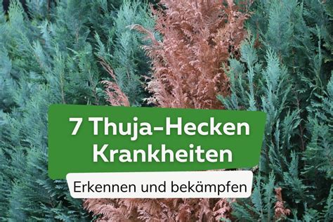 5 Schädlinge an Thuja Hecken erkennen und bekämpfen