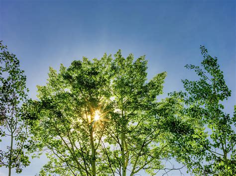 Looking Up 10 Photograph By Leland D Howard Fine Art America