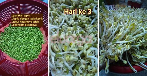 Cara Membuat Tauge Kacang Hijau Gemuk Hidangkan Kelezatan Tumis Tauge