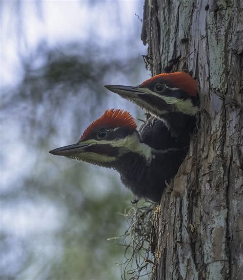 Pileated Woodpecker Babies 5 14 22 Patricia Tiller Flickr