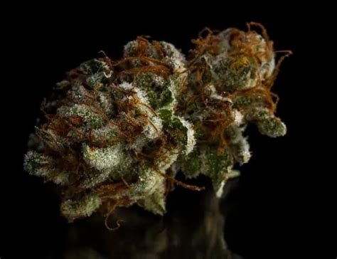 Ice Cream Weed Strain Review Information Ctu