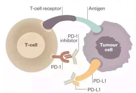 “抗癌神药”pd 1即将开售啦，一文看懂pd 1抑制剂到底是什么？
