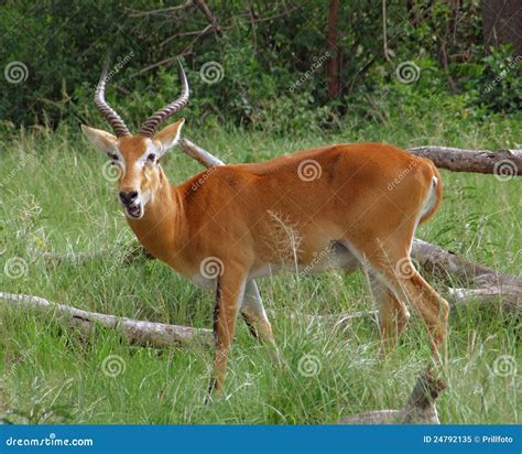 Uganda Kob In Grassy Ambiance Stock Image Image Of Animals Plant