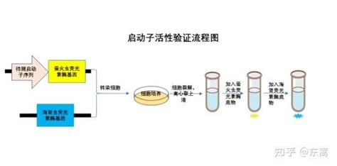 双荧光素酶报告基因检测实验 知乎