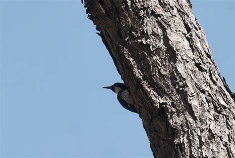 ¿dónde Observar Aves En Jalisco México Ruta Mágica