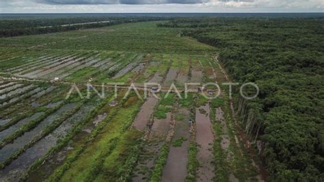 PROGRAM EKSTENTIFIKASI LAHAN UNTUK FOOD ESTATE DI KALTENG ANTARA Foto