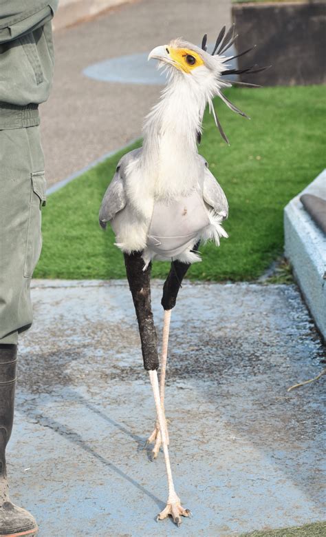 おつまみ On Twitter ランウェイランウェイ 東武動物公園 ヘビクイワシ ゴクー