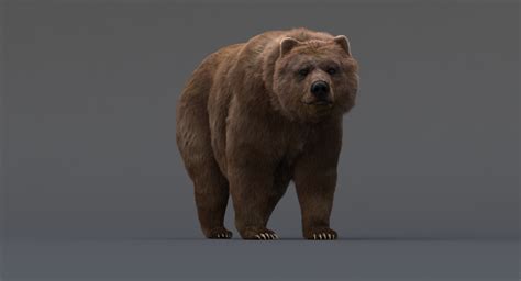 Bear Rigged (Fur) — Missset