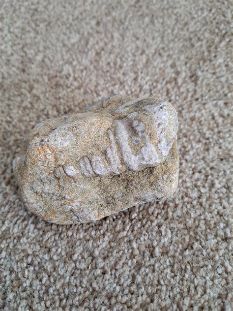 Two fossils?? : r/whatsthisrock