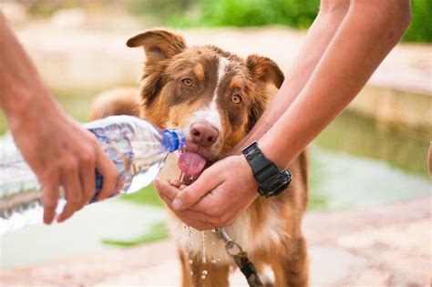 Free Photo Helping Dog Thirsty Dog Animal Help Pet Dog Max Pixel