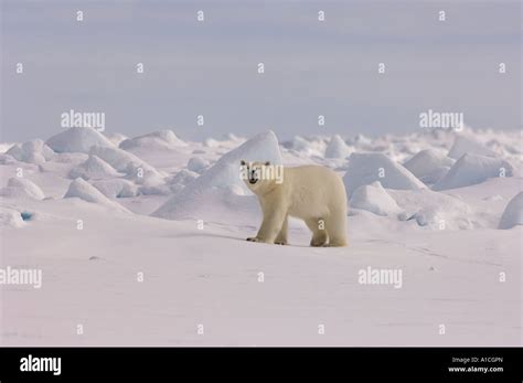 Ours Polaire Ursus Maritimus Dans La Glace Rugueuse Sur Le Versant Nord