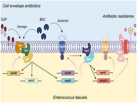 Novel Regulatory Logic In The Antibiotic Resistance Response Of