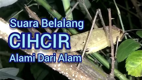 Suara Belalang CIHCIR Asli Dari Alam Dimalam Hari YouTube