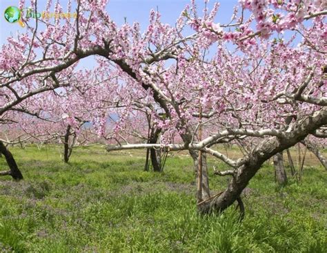 Peach Blossom Flower Prunus Persica