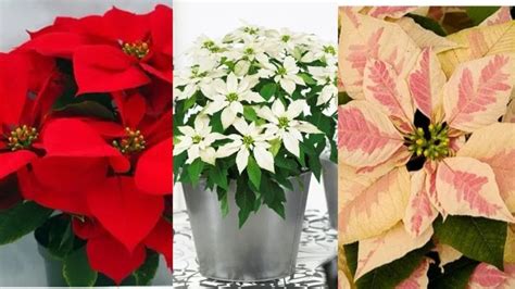 Different Poinsettia Types You Can Grow Indoors Best Poinsettia