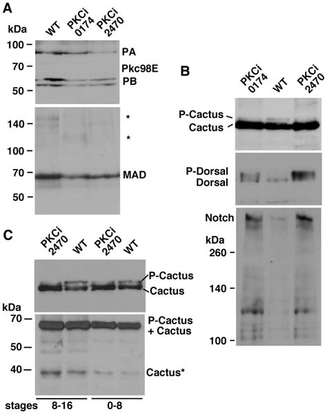 A RNAi Knock Down Of Pkc98E Gene Expression Short Inverted Repeat