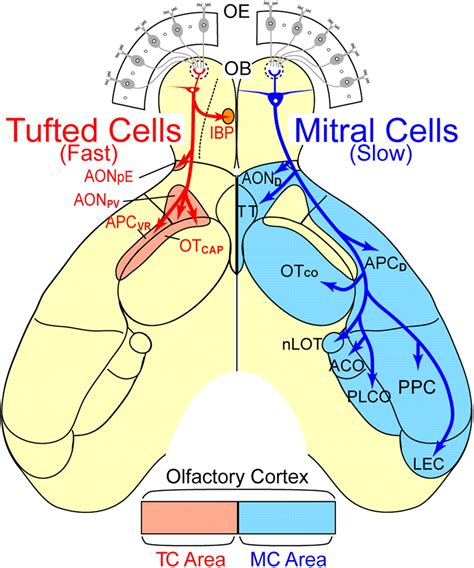 Mitral Cell