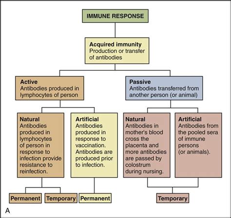 Active And Passive Humoral Immunity