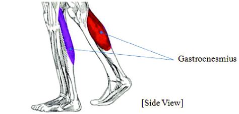 Primary Knee Extensors, Flexors, and Plantar Flexor Muscles Focused in ...