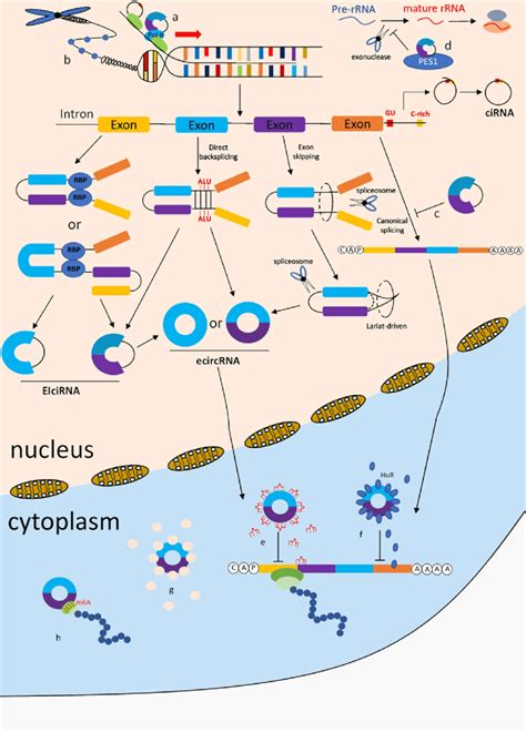 The Whole View Of The Biogenesis And Function Of Circrnas The