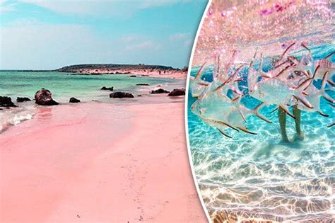 Pink sandy beach in the Bahamas is a must for the Bucket List | Daily Star