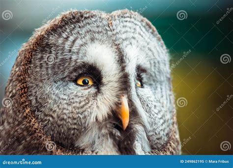 Portrait Of Tawny Owl Strix Aluco In A Forest Royalty Free Stock