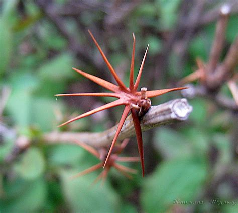 Berberis Vulgaris Изображение особи Плантариум