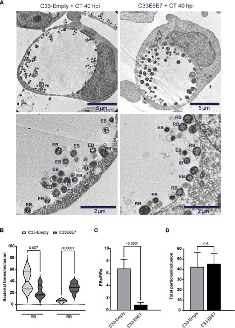 Frontiers Expression Of Hpv E And E Oncoproteins Alters