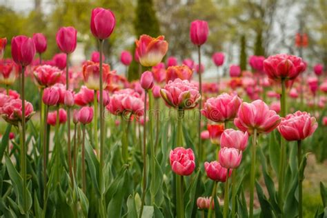 Niagara Falls Tulips stock photo. Image of tulip, falling - 25235418