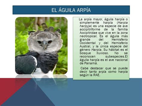 Top Imagen Significado Del Aguila Arpia En El Escudo De Panama