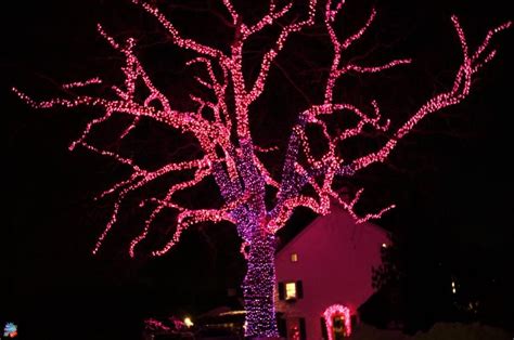 Pink and Purple Christmas Lights Purple Christmas Lights, Christmas House Lights, Christmas ...