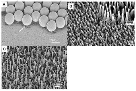 Polymers Free Full Text Nanosphere Lithography Of Chitin And