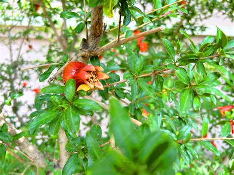 pomegranate tree flowers 7