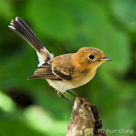 Hawaiʻi Birding Trails Oʻahu ʻelepaio