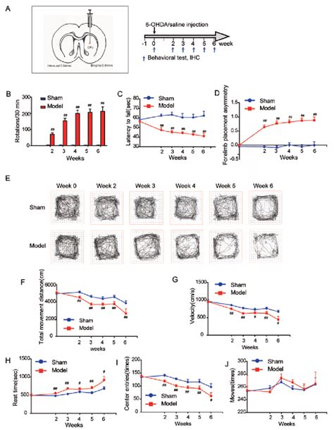 Behavioral Performance Of The 6 Ohda Rat Model Of Parkinsons Disease