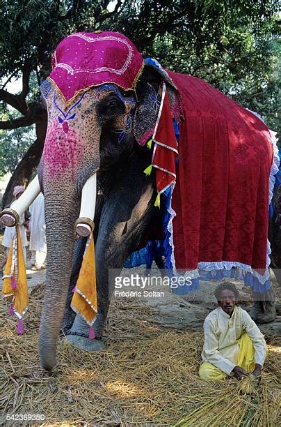 140 Sonpur Mela Stock Photos, High-Res Pictures, and Images - Getty Images