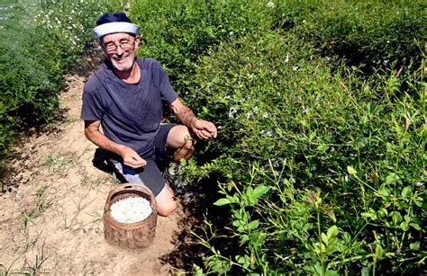 Grasse La F Te Du Jasmin De Retour Dans Cit Des Parfums Yesicannes