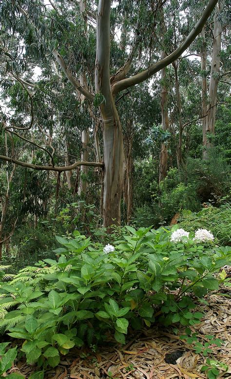 Eucalyptus Landscape Free Photo On Pixabay Pixabay