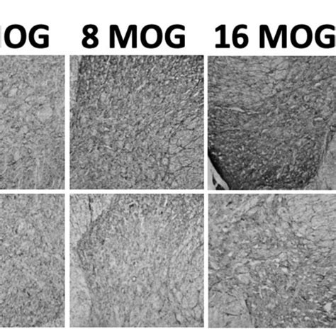 Figure Myelin Oligodendrocyte Glycoprotein Mog Induces Lumbar Spinal