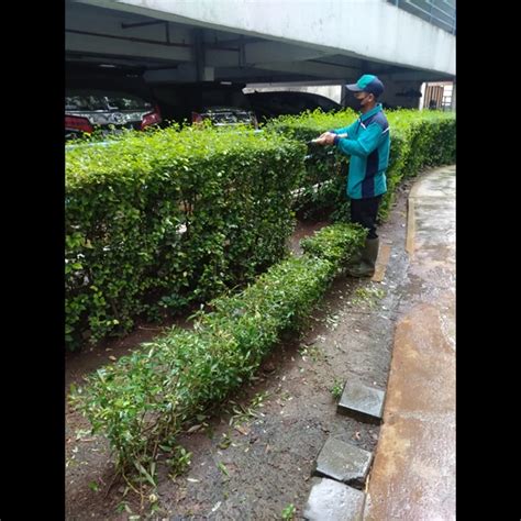 Perawatan Taman Merapikan Daun Dekat Parkiran Di Kebun Jeruk 22 04 22