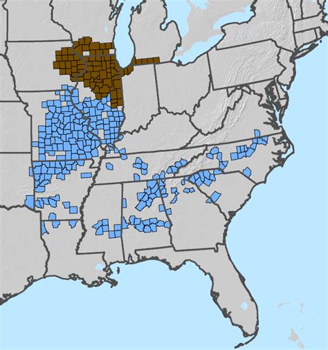 Missouri Cicada Emergence William Short