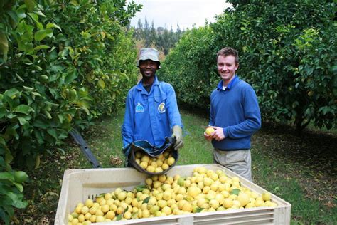 Lemons In South Africa