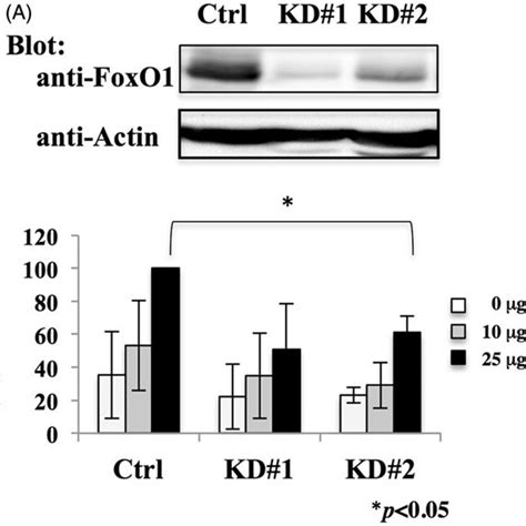 Effect Of Foxo Knock Down On Mt Org Cells A Extracts From