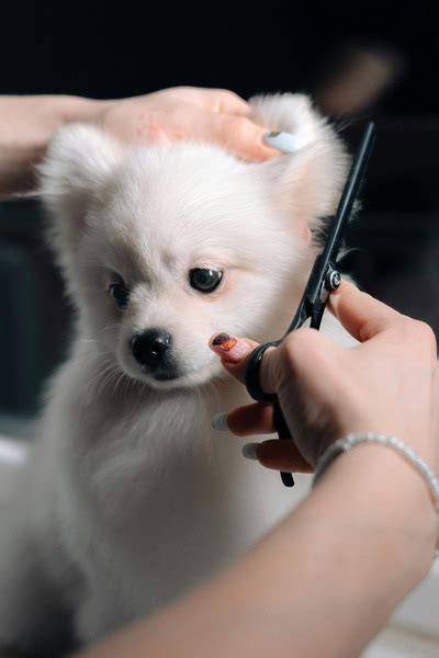 What Are The Regular Pet Grooming Benefits Health Promotion