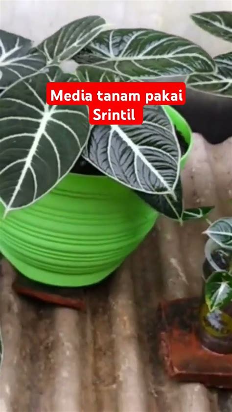 Media Tanam Pakai Srintil Makin Subur Tanamanhias Plants Tanaman