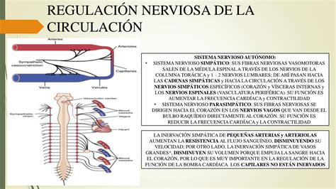 Solution Capitulo 18 Regulacion Nerviosa De La Circulacion Y Control Rapido De La Presion