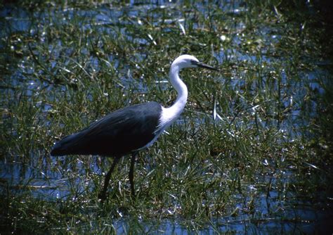 White Necked Heron The Australian Museum